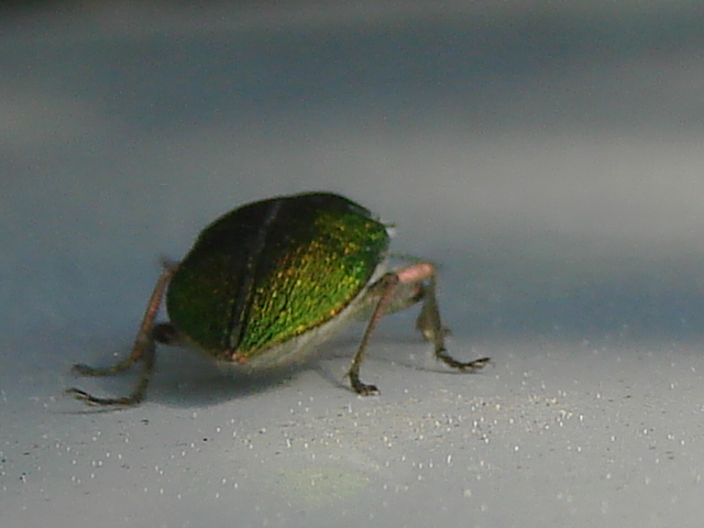 Latipalpis plana (Coleoptera, Buprestidae)